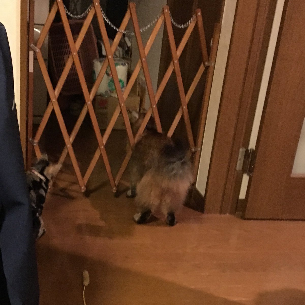レオン 以前 我が家にワンちゃんがいた時用のキッチン侵入防止の柵なのですが レオンがあまりにも冷蔵庫をイタズラするので久し振りに使用したところ はまっちゃいました ｗｗｗ ダイエットしなきゃね 猫 ソマリ 猫好きさんと繋がりたい