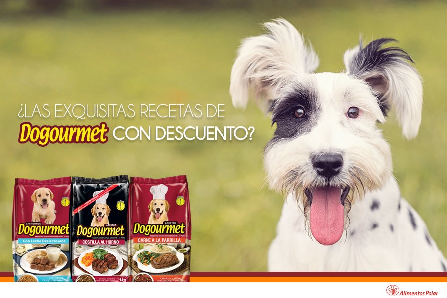 Dogourmet's tweet photo. Tu hijo perruno ya se enteró de los descuentos de Dogourmet. 😋🙌 ¡Aprovecha y llévale lo mejor de las exquisitas recetas de Dogourmet! https://t.co/m30SvVfhoW