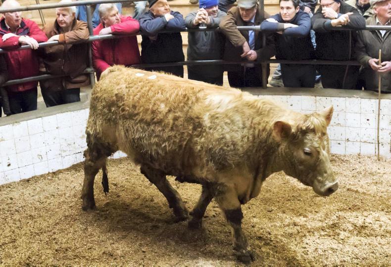 farmersjournal's tweet photo. #MartWatch: Grass buyers stoking cattle prices in recent weeks at Enniscorthy https://t.co/i6RKPnCD0Z https://t.co/CKOi3oogPG