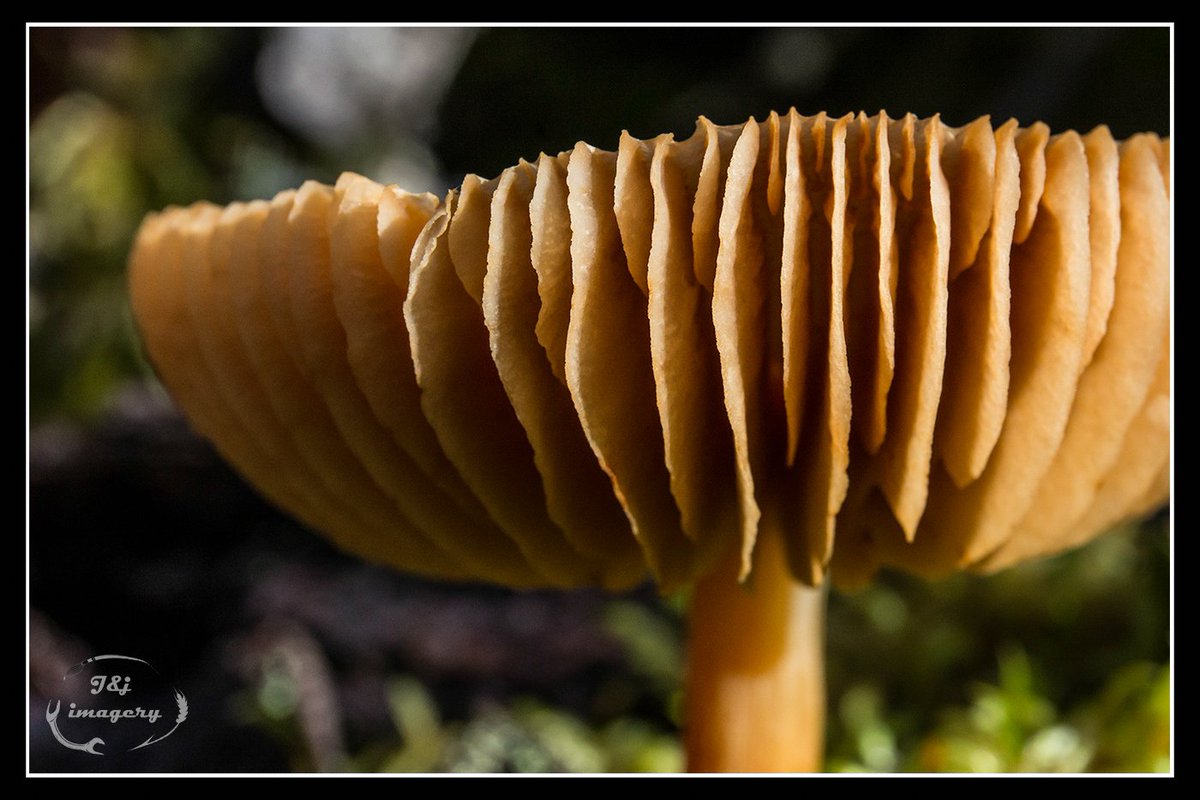 A little macro abstract with the beautiful mushrooms at Lake O'Hara, BC, Sept, 2016.

#jandj_imagery #jackydormaar #macro #mushroomfun