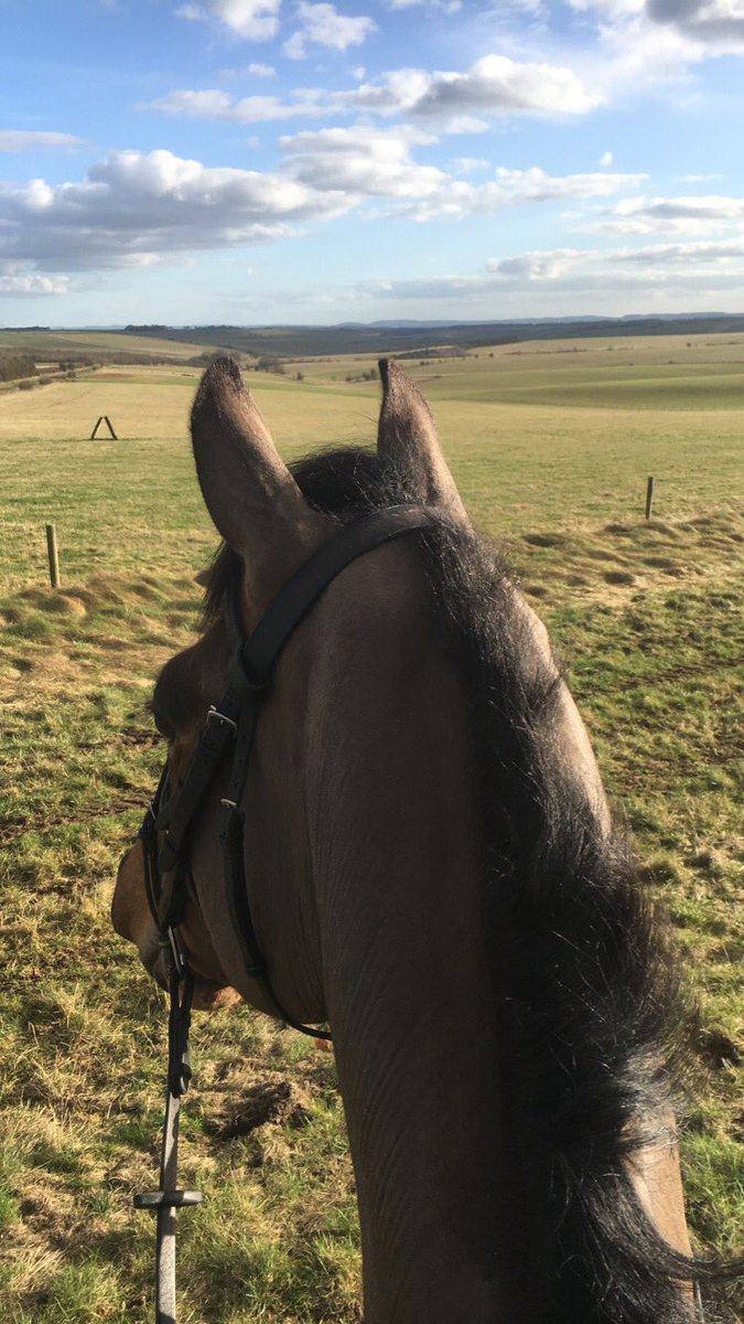 CollettEventing's tweet image. After storm Doris yesterday it's been a gorgeous day.... horses all feeling fab and enjoying the views 😍