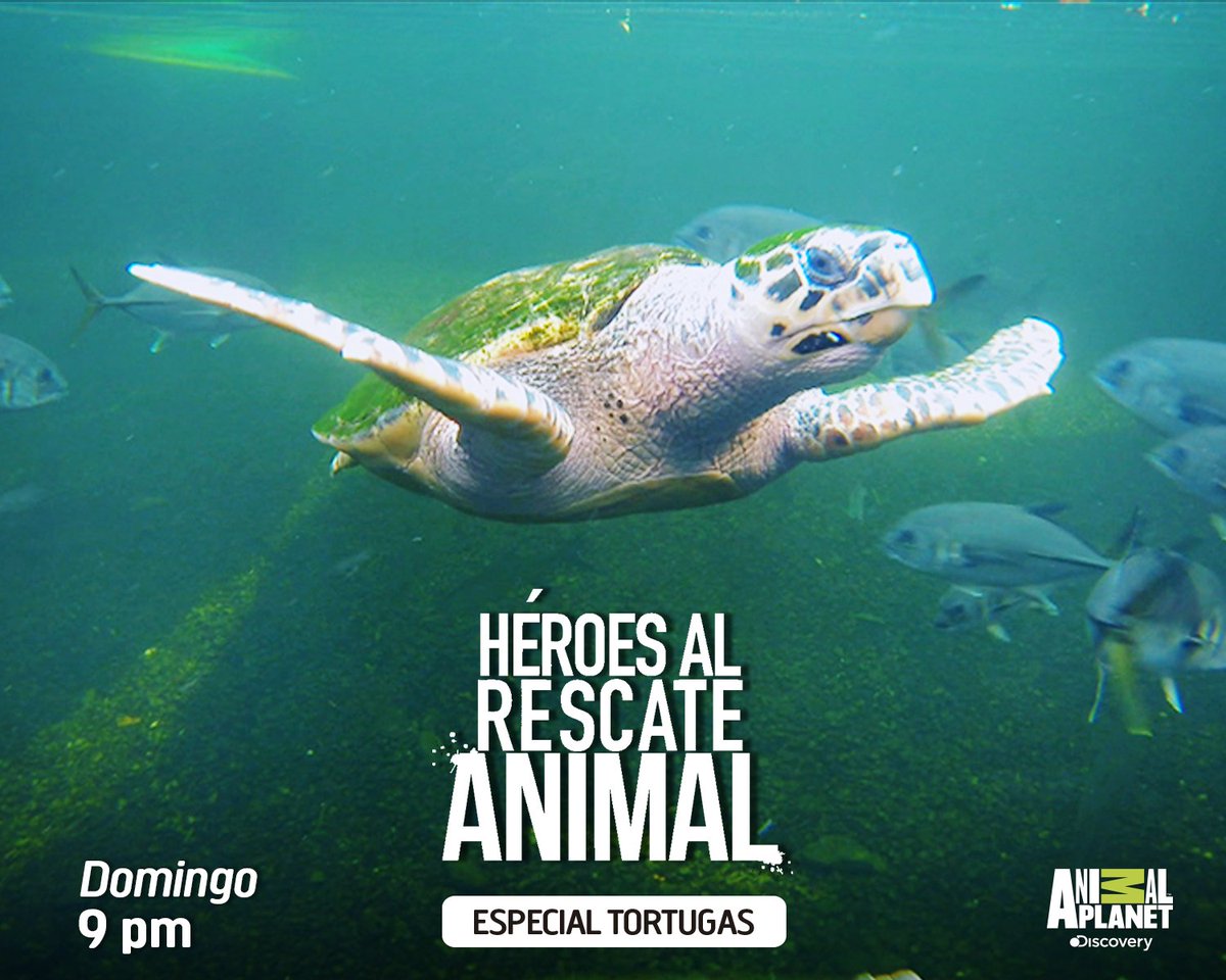 AnimalPlanetCol's tweet photo. Las tortugas serán las protagonistas este domingo en #HeroesAlRescate. 9 pm COL https://t.co/lSwgPQ2SsU