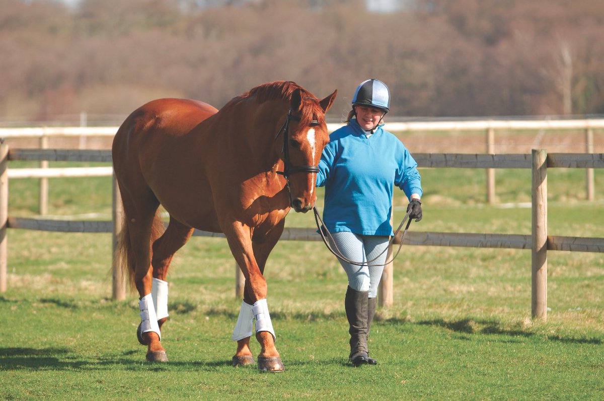 HorseandRiderUK's tweet photo. 7. Put a bridle on your horse to lead him as it’ll give you more control #EquineHour #KeepConfident https://t.co/sqdlfUCwEU