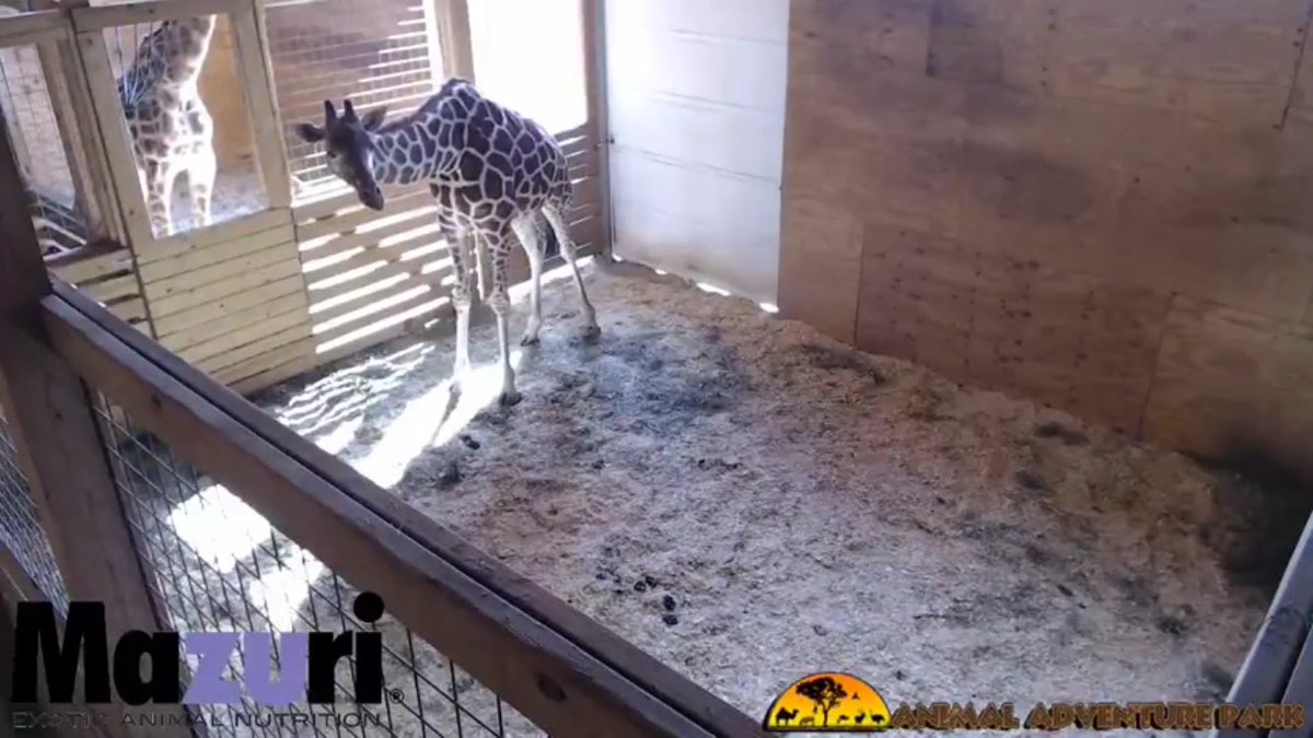MediaIvy's tweet photo. Can't stop. Won't stop. #mustwatchtv #giraffewatch https://t.co/DXRGwvNMxK via @WCSH6 https://t.co/TX8HmSpxZX