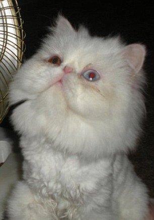 soldier_777's tweet photo. Justice for Einstein, a defenceless #cat victim of sexual abuse in the US! Plz sign: https://t.co/6LeJMHg6rc https://t.co/jn3uxpZiHK