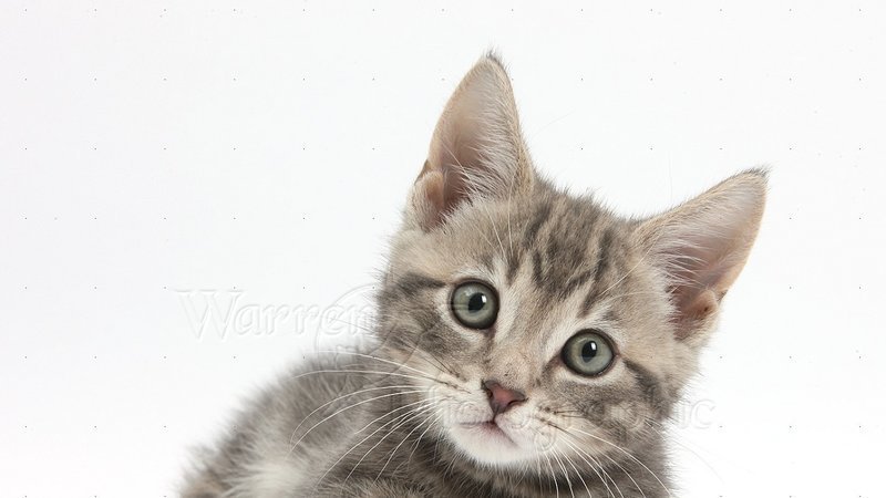 soldier_777's tweet photo. Justice for the defenceless cats killed in Athens, Alabama! Plz sign: https://t.co/dUyhY6ijtx https://t.co/2SffMdhHOm