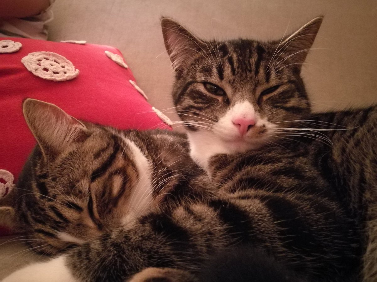 <a href="/lauvas_sirds/">Dzīvnieku patversme</a> Tiek meklēts kaķis  Siguldas ielā varbūt,kādam balkonā ielēcis. Plankms uz deguna un apgriezti nagi. Kaķis foto redzams.