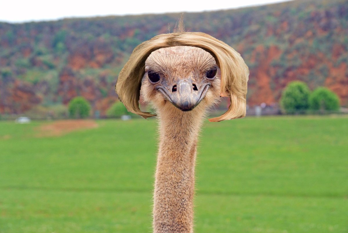 sarahhdactyl_'s tweet photo. BETSEY DEVOSTRICH. My mediocre photoshop skills have never been put to better use. https://t.co/kSIoKTDFWY