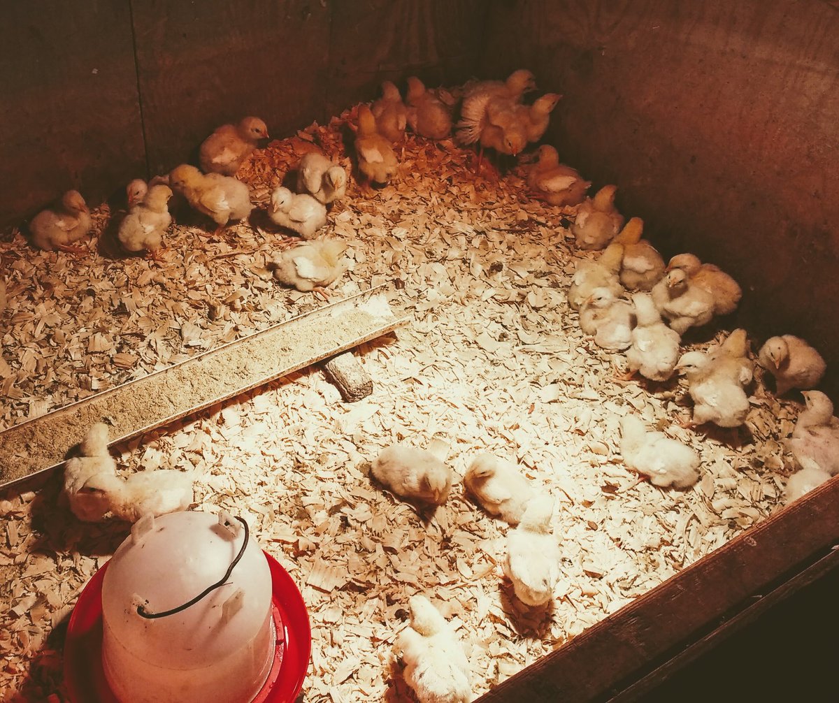 The chicks are safe and warm inside the barn... Can't wait to introduce them to fresh grass and sunshine! #naturalfarming