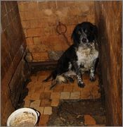 soldier_777's tweet photo. Help to stop cruel experiments on dogs at the University of Donetsk! Plz sign: https://t.co/u91aYPyeaj https://t.co/OTxV9qPIns