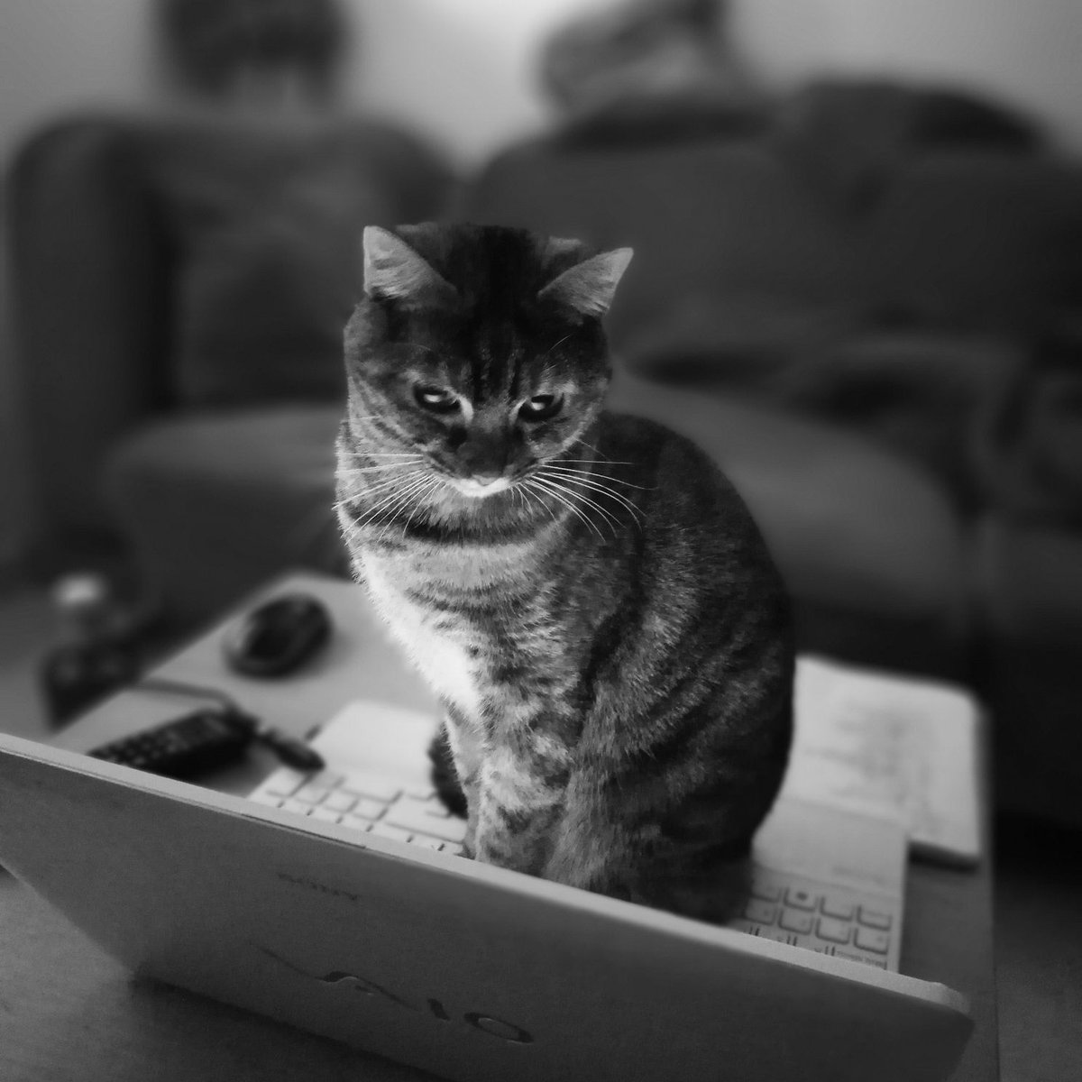 mteresamc's tweet photo. Gata TIC #NoCompresAdopta #TecnologíadelaInformación @asociacion_anaa https://t.co/Z0z4S7uAan