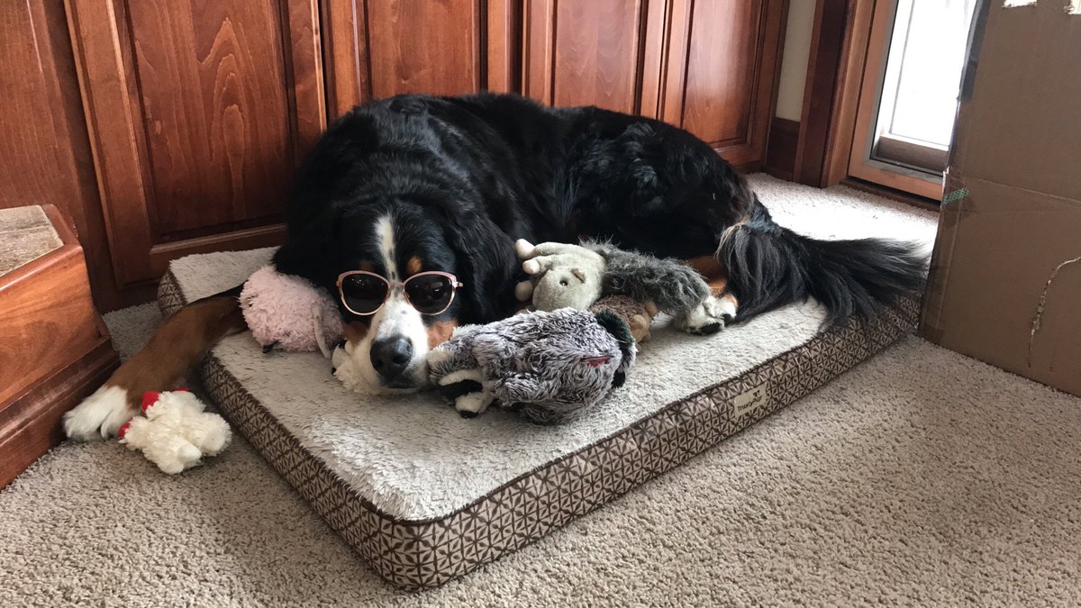 DogMyOnThings's tweet photo. I have a diva for a dog https://t.co/MpSzC6dMWg
