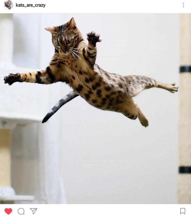BaSamRoo's tweet photo. FlyingCat catching #แมวเท่านั้นที่ทำได้ #onlycatcando https://t.co/Qzes2cLPpr