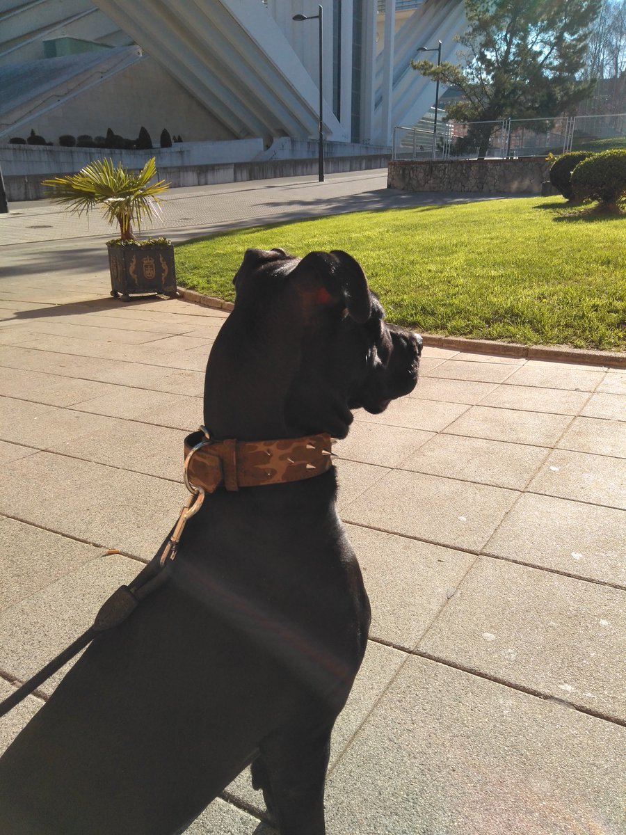 lacloya's tweet photo. Los #animales son parte de nuestra familia. En #LaCloya tienen su espacio de #Complementos. ¡Diseña como más te guste! #Moda #Pug #Carlino https://t.co/8RryplyAAu