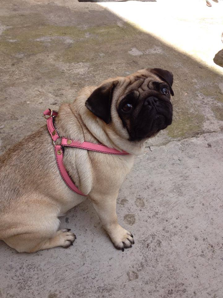 lacloya's tweet photo. Los #animales son parte de nuestra familia. En #LaCloya tienen su espacio de #Complementos. ¡Diseña como más te guste! #Moda #Pug #Carlino https://t.co/8RryplyAAu