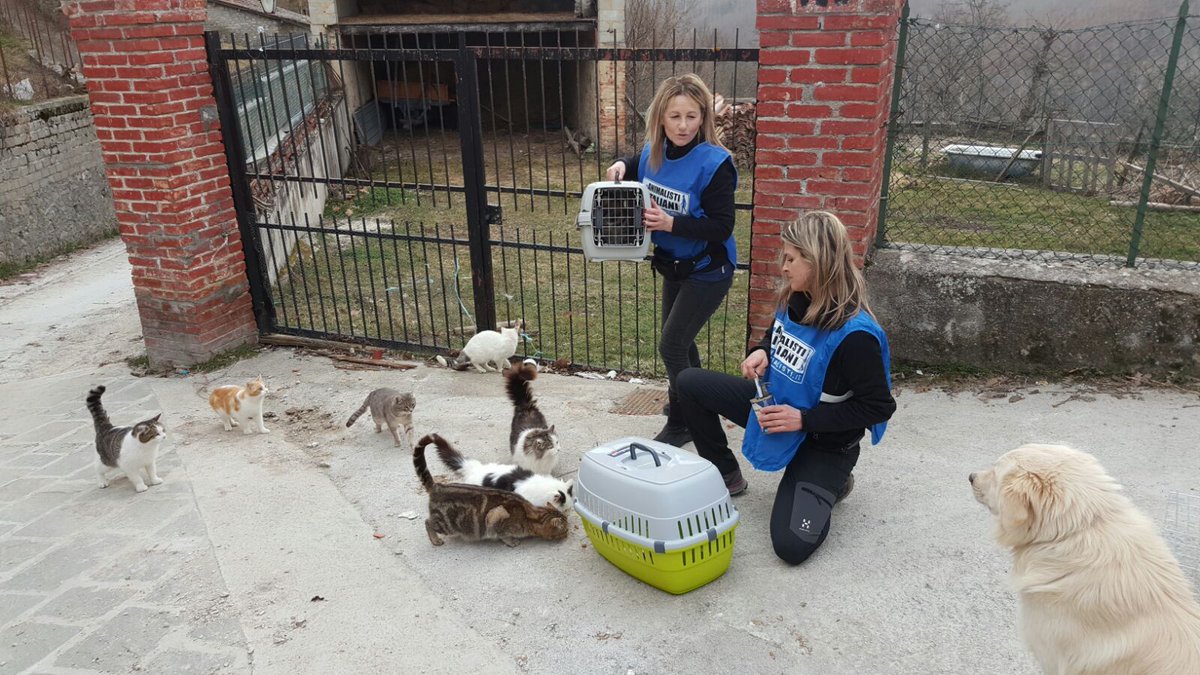 Animalistiitaly's tweet photo. #gatti #Configno #Amatrice -->Al via il progetto #sterilizzazioni! https://t.co/OIoQpgwHYg @LAVonlus
@OIPAonlus @LNDC_NAZIONALE @WWFitalia https://t.co/GMEjBMOkqP