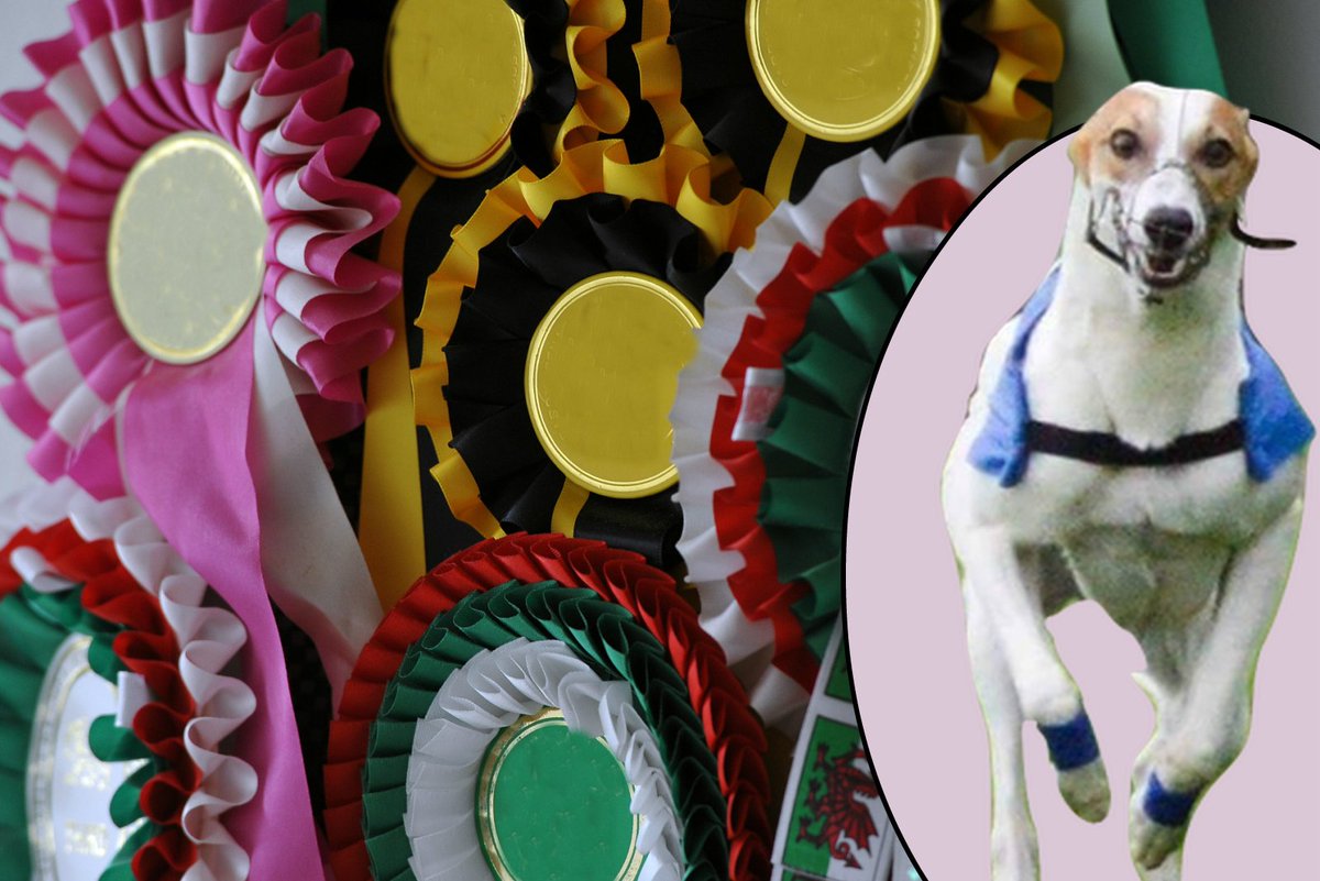 Meet Barney - the Irvine wonder whippet aiming to be top dog in the UK bit.ly/2l6X2sd