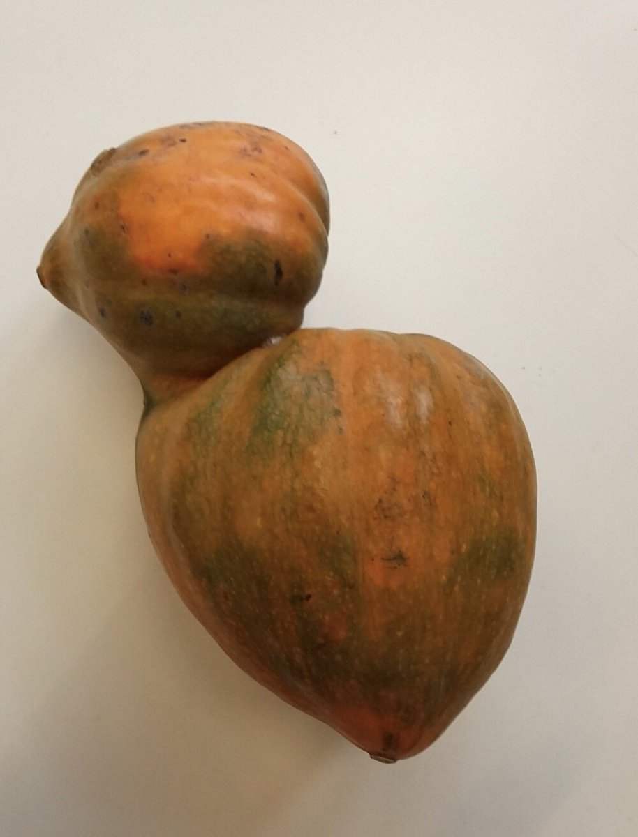 The Very Elusive Acorn Squash Bird! 🐤 #TweetySquash Pic by <a href="/growcomm/">Growing Communities</a> on Twitter