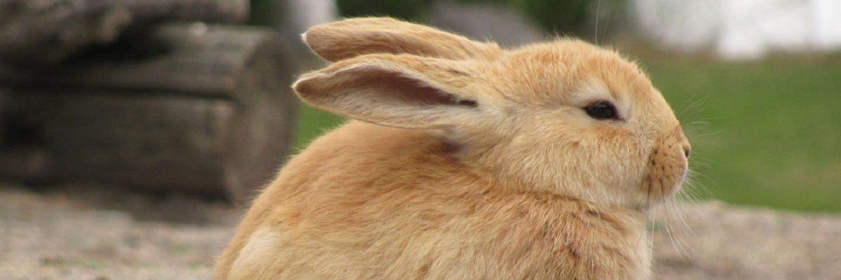 MuckRock's tweet photo. #DEA claims to represent the "actual science" in marijuana debate. It also claims it can tell when bunnies are high. https://t.co/xTaOKaZzGG https://t.co/6HuQd27to5