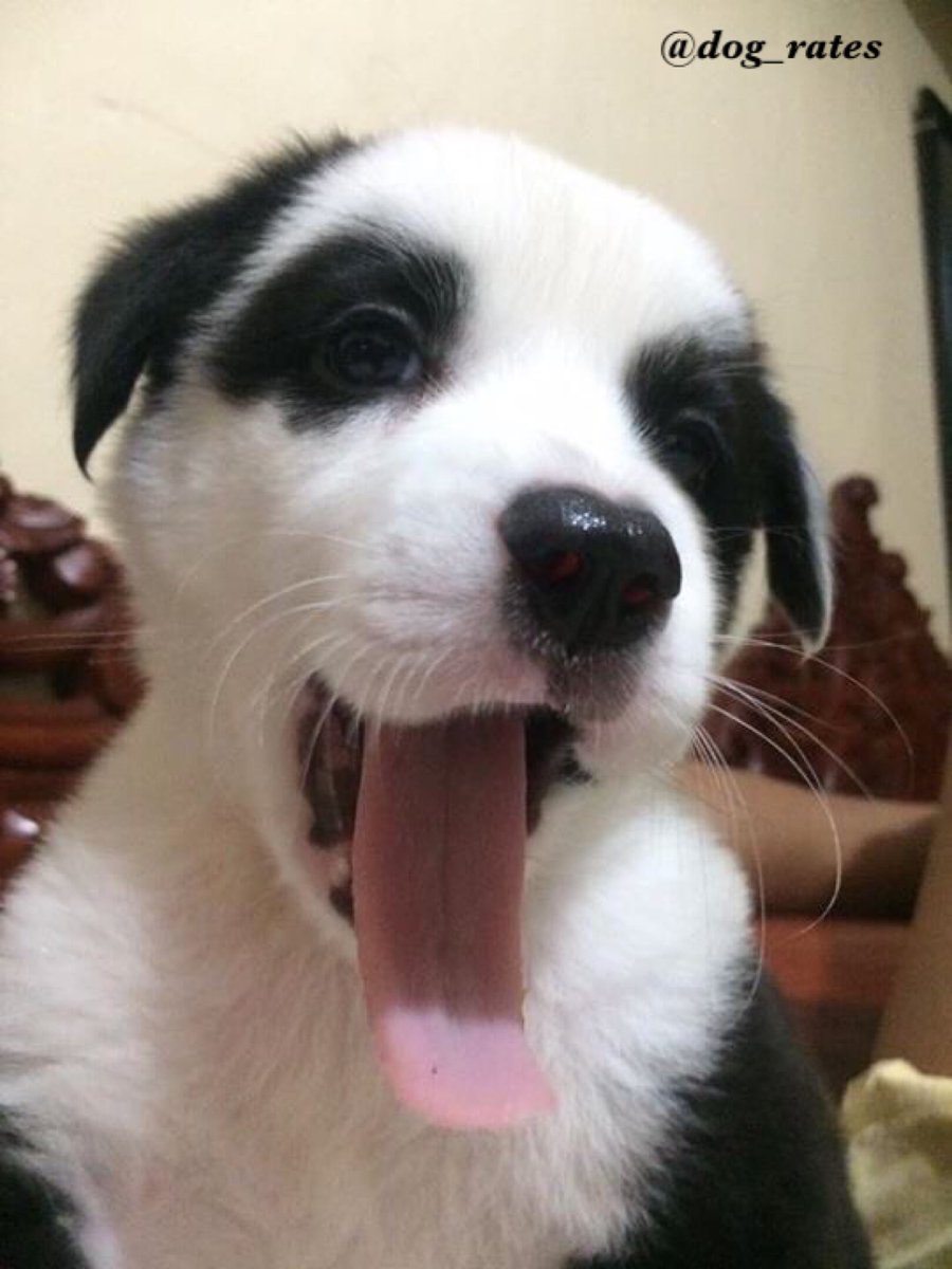 rate of vodafone dog