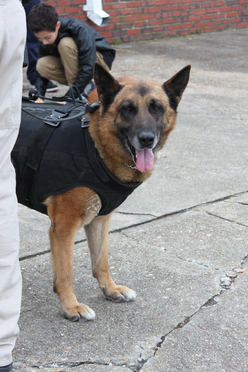 NewportNewsPD's tweet photo. Thank you for inviting us to Career Day, @CrittendenROCKS! #NNPDK9Unit https://t.co/lgDyLyK78L