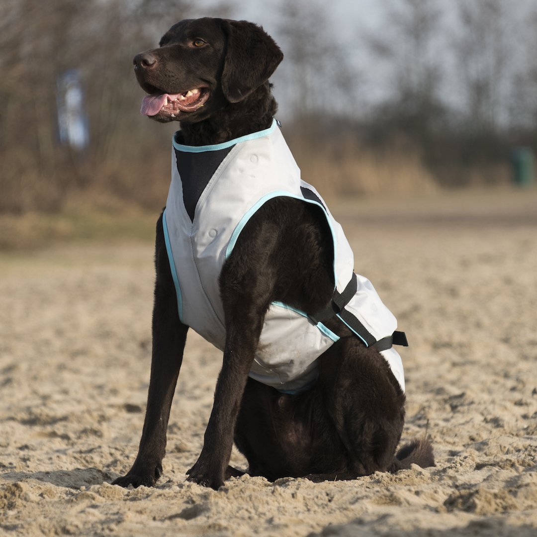 Get ready for Spring/Summer! The only dry cooling vest for dogs. Safer. <a href="/suitical/">Suitical</a> Special discount, limited time. barkandswagger.com/dry-cooling-ve…