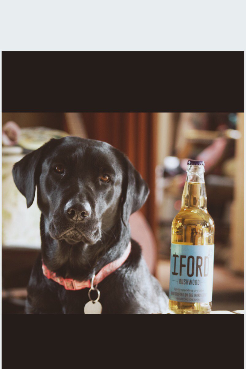 IfordCider's tweet photo. Mans best friends, side by side. Happy Friday 👍🐶🍎 #cider #labrador #puppy #mansbestfriend #molly #neverfromconcentrate https://t.co/C80WHk54sB