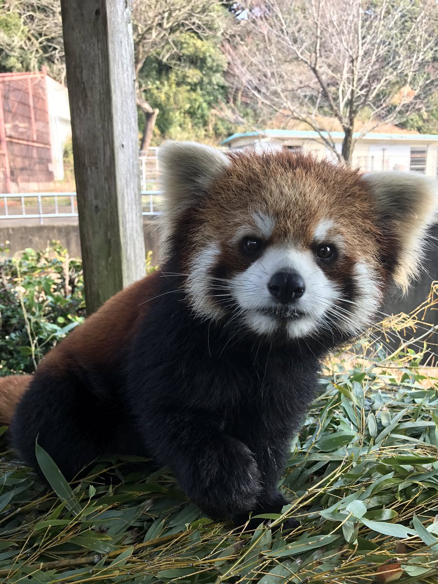 九十九島動植物園森きらら 先日レッサーパンダのライムくんの写真を撮ったら なんだか幼い表情が撮れました 今日 明日のレッサーパンダの展示についてお知らせいたします 2月25日 土 屋内 ミカン 屋外 レモン 2月26日 日 屋内 ミカン 屋外