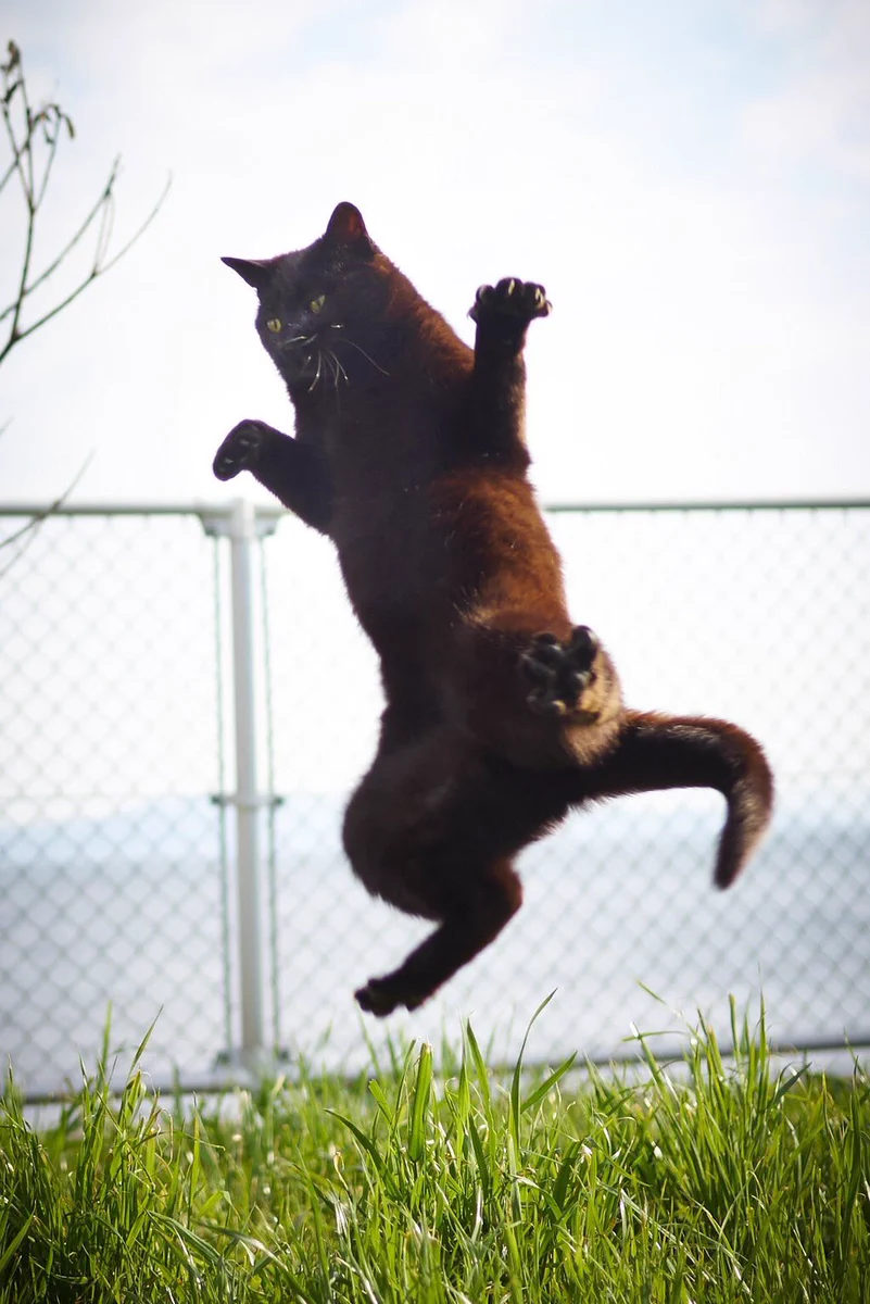 ちょ、この黒猫ポテンシャル高すぎだろｗどうしたらこんな事になるんだｗｗｗ