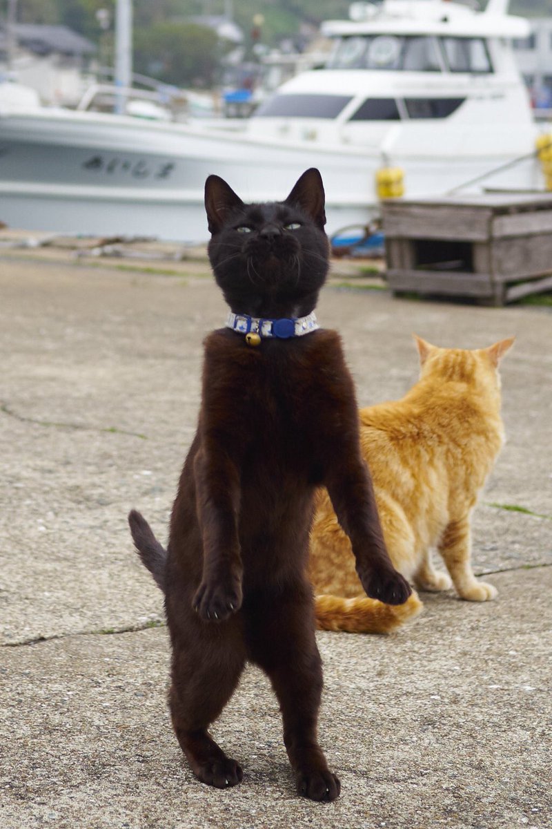黒猫のポテンシャルは他の猫より高い気がする Togetter