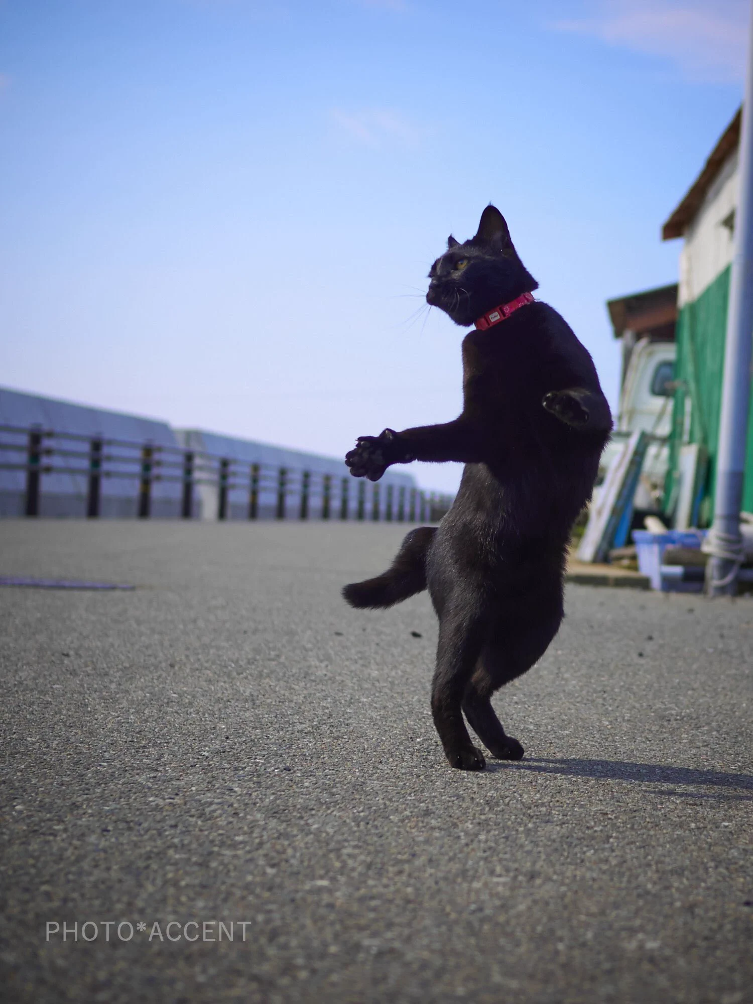 ちょ、この黒猫ポテンシャル高すぎだろｗどうしたらこんな事になるんだｗｗｗ