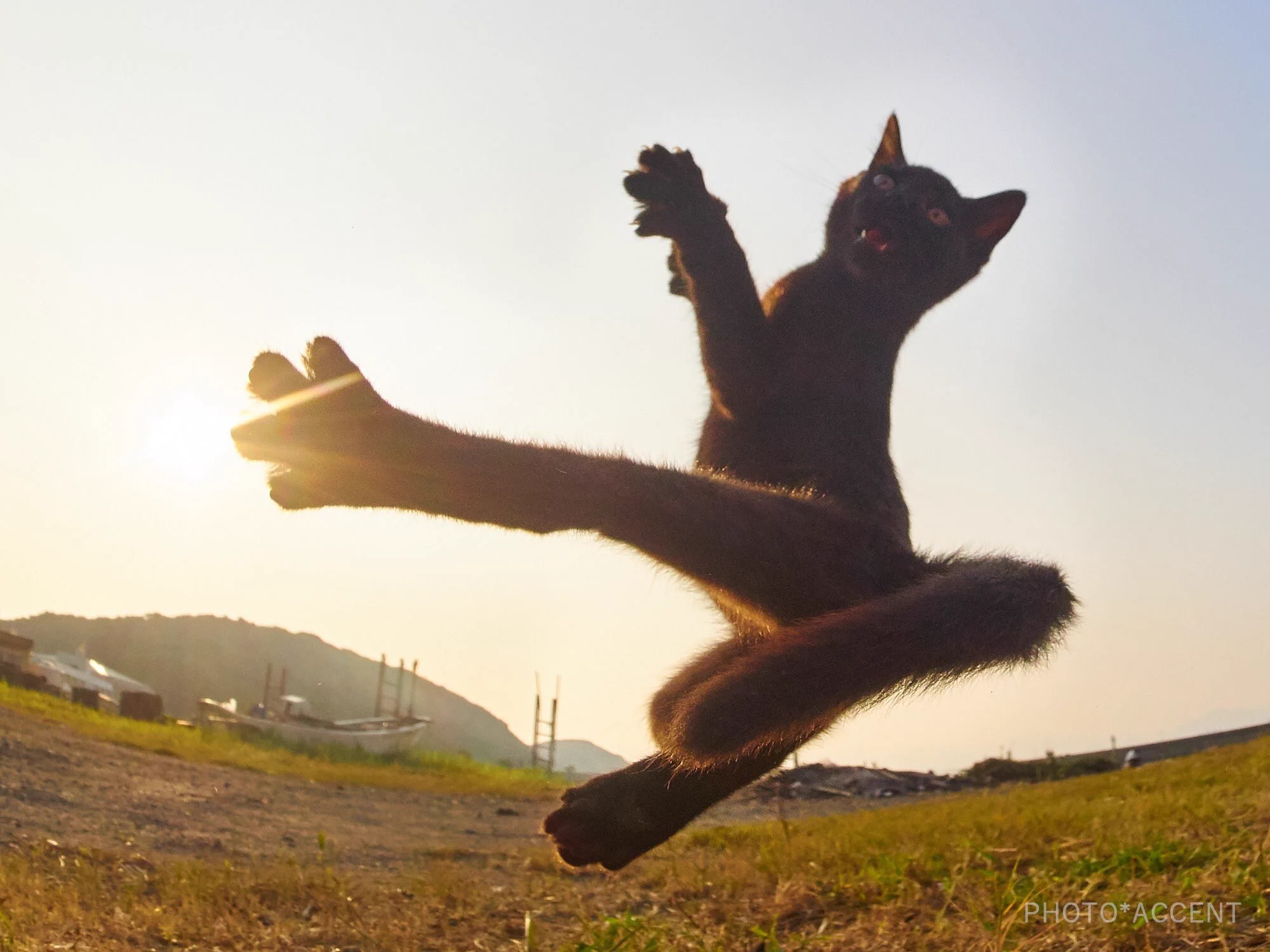 ちょ、この黒猫ポテンシャル高すぎだろｗどうしたらこんな事になるんだｗｗｗ