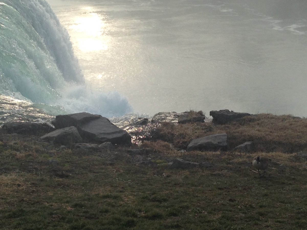 IwearCrocsAlot's tweet photo. A couple Canadian geese on the brink of #niagarafalls #americanside maybe guarding their nest? https://t.co/SgXy15asa3