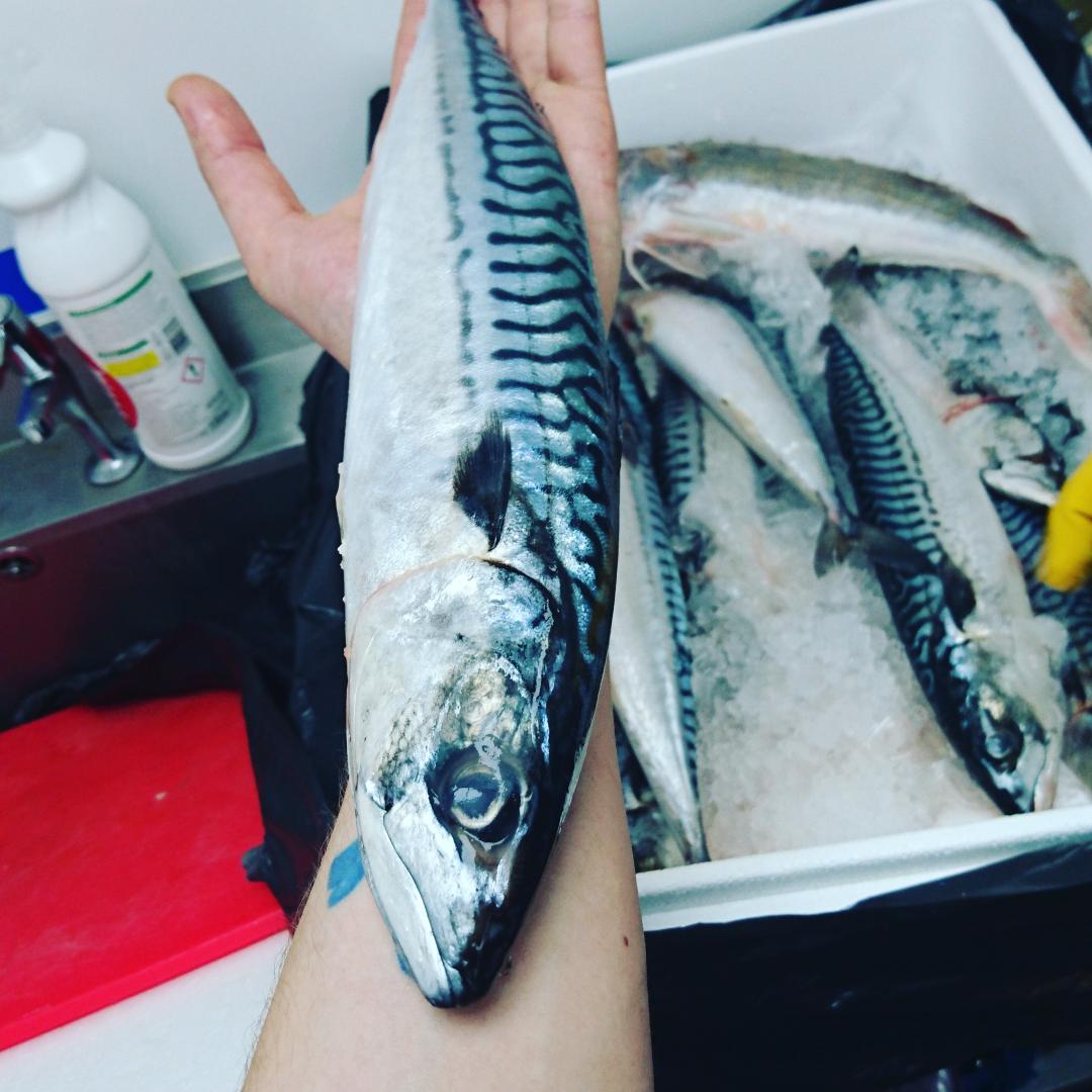 Bonnerman20's tweet photo. #beast https://t.co/5I24rIhRyE