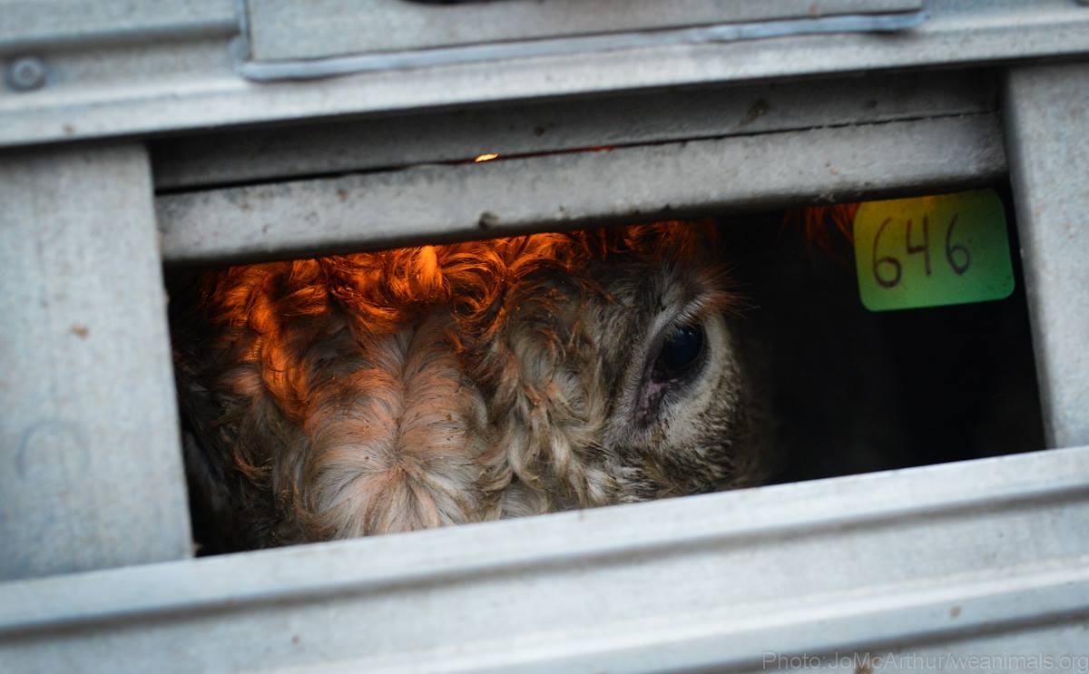 peta's tweet photo. If an animal needs to die for your shoes, you're doing it wrong. https://t.co/fGZ0xpMV7r