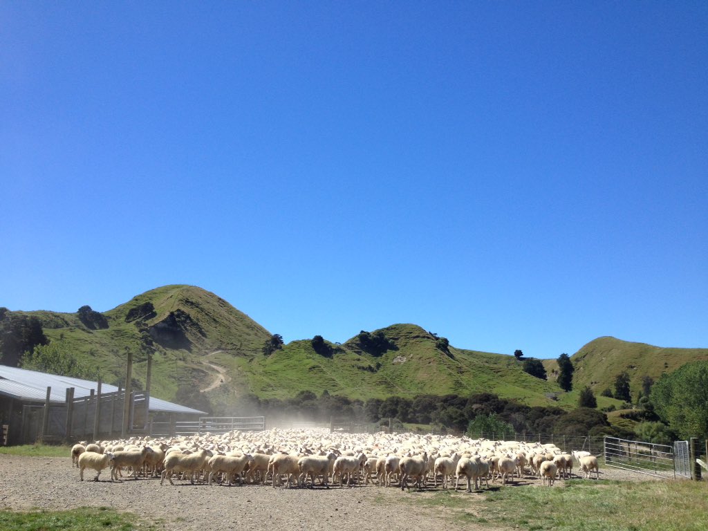 MorrisonFarming's tweet photo. It was a massive week of #sheep work at #MangaRa Station. Early starts for #mustering before it gets too hot!

#sheepcountry #NZLamb https://t.co/OUC7NxUcR2
