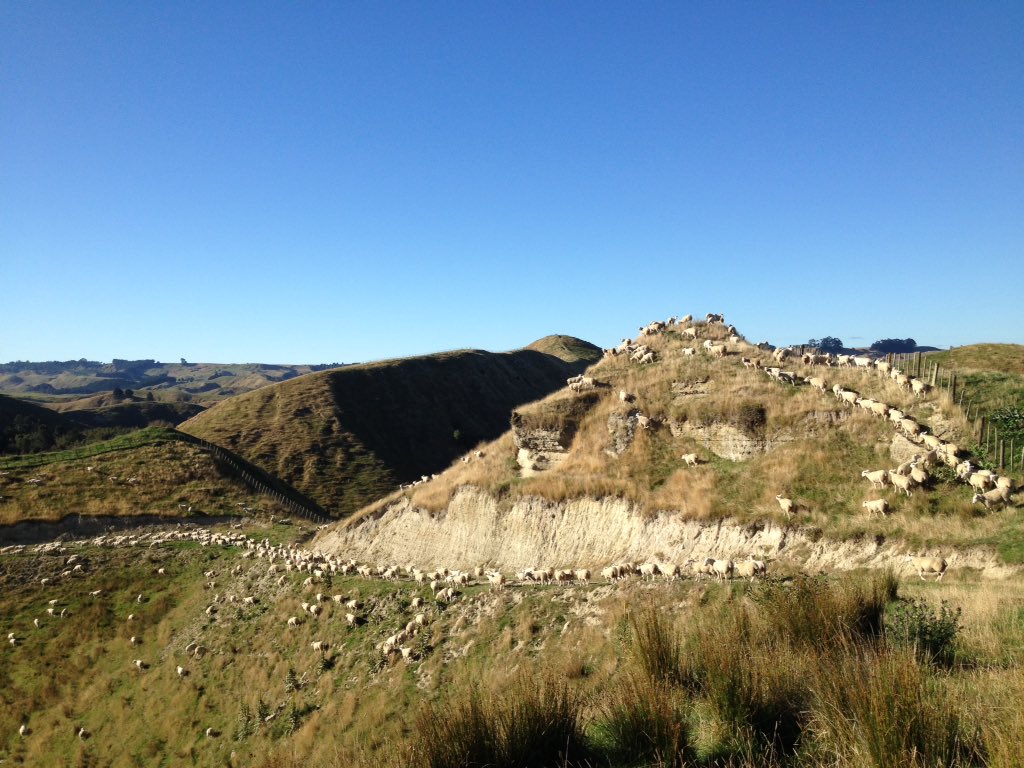 MorrisonFarming's tweet photo. It was a massive week of #sheep work at #MangaRa Station. Early starts for #mustering before it gets too hot!

#sheepcountry #NZLamb https://t.co/OUC7NxUcR2