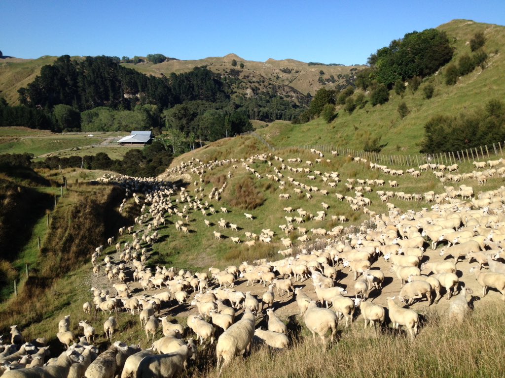 MorrisonFarming's tweet photo. It was a massive week of #sheep work at #MangaRa Station. Early starts for #mustering before it gets too hot!

#sheepcountry #NZLamb https://t.co/OUC7NxUcR2