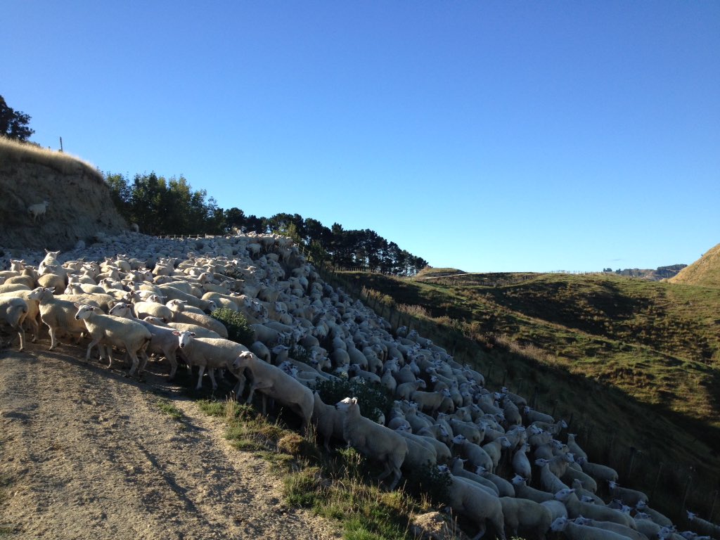 MorrisonFarming's tweet photo. It was a massive week of #sheep work at #MangaRa Station. Early starts for #mustering before it gets too hot!

#sheepcountry #NZLamb https://t.co/OUC7NxUcR2