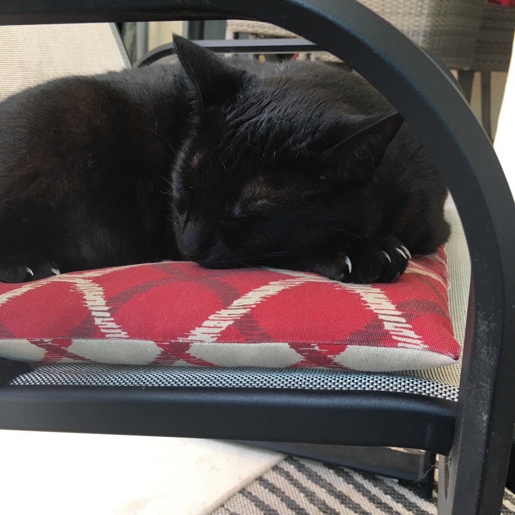 DianeEarnhardt's tweet photo. Sleeping w/Nails out!! 😻🐾😻😸😸😸 #PartDog? https://t.co/W9Fz5VqTTA