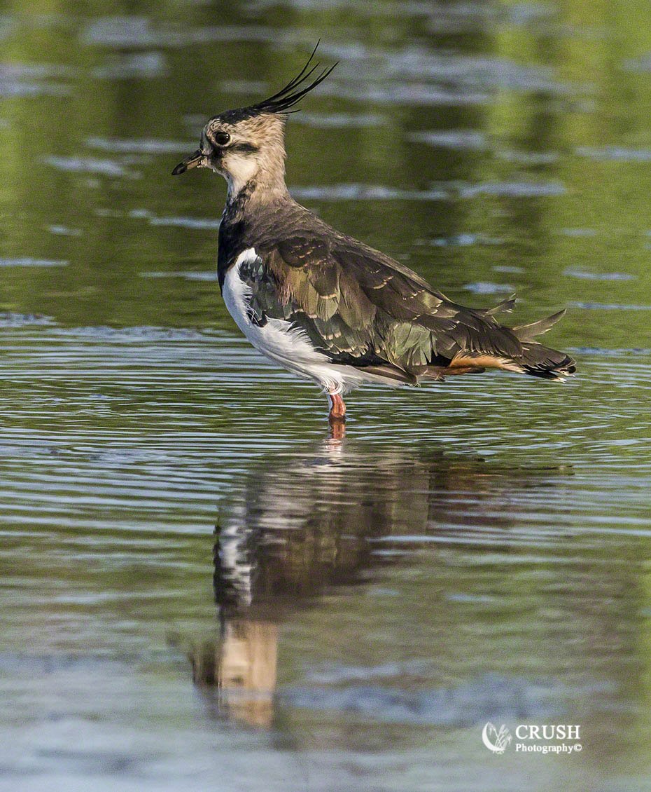 CRUSH_Photoblog's tweet photo. 'Lapwing' #Lapwing #LargeWader by CRUSH Photography© https://t.co/FW1P80c3Ap https://t.co/Yv90KOCsFW https://t.co/YWTJXXSD2r