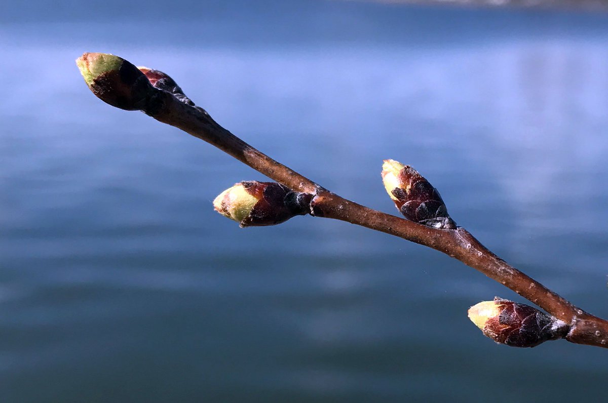 NationalMallNPS's tweet photo. #BloomWatch is underway! Cherry trees at green bud, first of 6 phases that ends with peak bloom. Peak prediction to be made on Wednesday! https://t.co/tlebSsH0mz