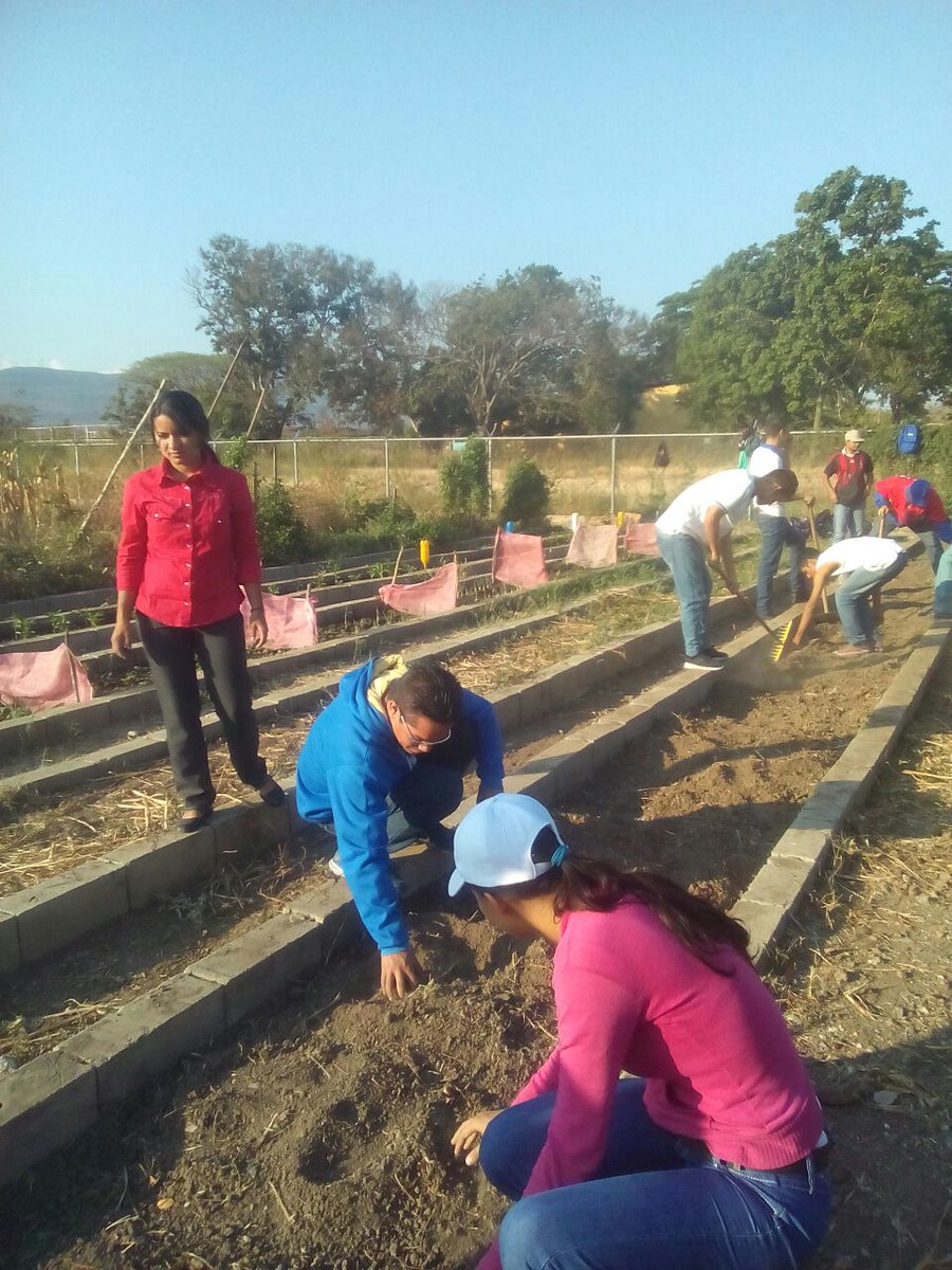 sineciocastillo's tweet photo. Estudiantes del #NúcleoLara trabajan en conuco universitario  .@unefa_ve y @uptdelara .@leqm30 .@esbydauria https://t.co/7optbjnfrq