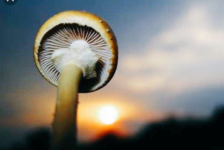 Mushroom Man tweet media