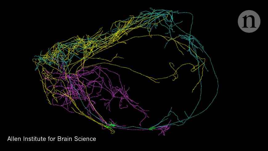 Giant neuron found wrapped around entire mouse brain like a 'crown of thorns': go.nature.com/2l7Ur1c