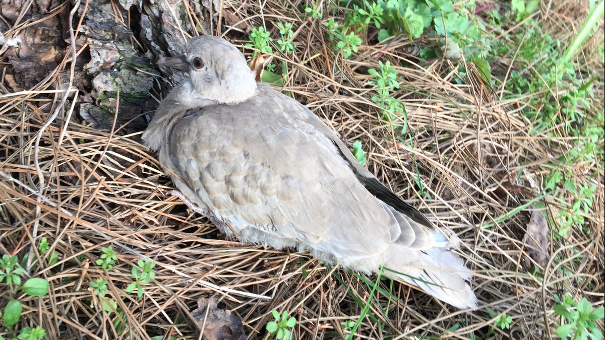 Non-education question - can anyone confirm if this is a fledgling dove please?