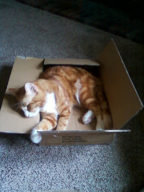 TheNerdyCatLady's tweet photo. It's Friday! Be as happy as my cat Mac with his new box! #MacInTheBox ๐ธ๐ธ https://t.co/BNXYrXT8ru