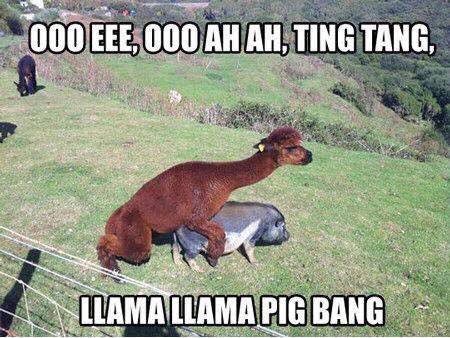 Connorsmark's tweet photo. @llama_tsn so what else have you been up to? #llamastyle https://t.co/Mpz6anXb2l