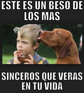 Animalesmsjs's tweet image. — Así es.  💯💓✋🐶
— #Adopta   😍💔🐶