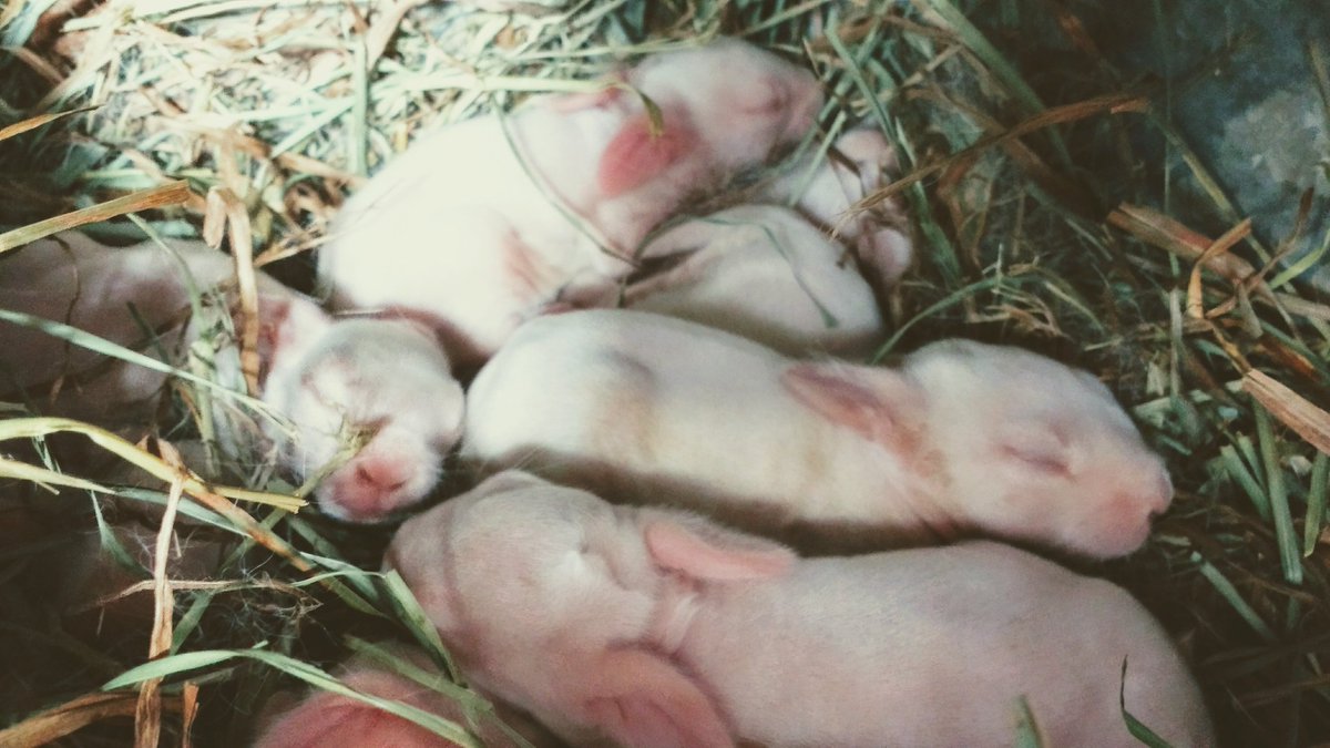 Look who arrived at the farm this week! <3 #bunnies #spring #babyseason #farmlife